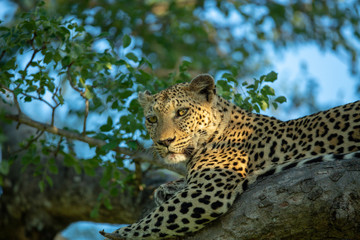 An old female leopard in a tree