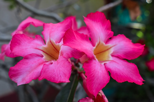Pink flower are bloom