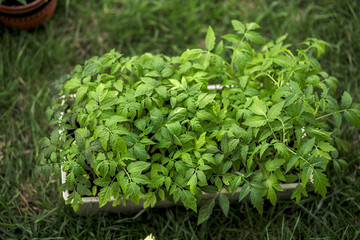 Fototapeta premium Young green seedlings of tomato plants grow in a flower pot in the suburban area. The concept of gardening.