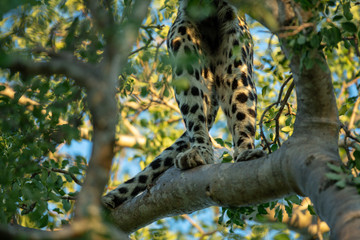 A female leopard standing in a tree feeding off a kill