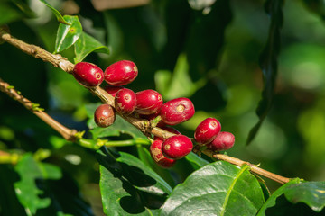 Fresh organic red raw and ripe coffee cherry beans on tree, agriculture plantation in North of Thailand.