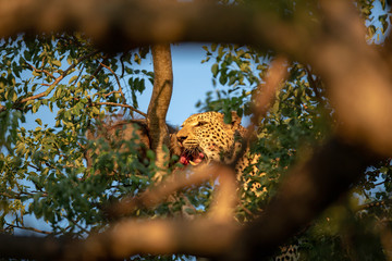 Fototapeta na wymiar A female leopard in the tree with her kill