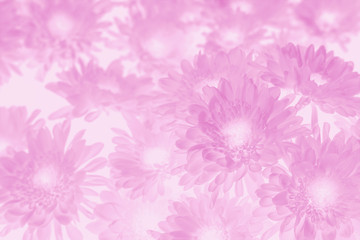 chrysanthemum flower in pink tone color background.