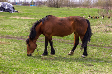 Obraz premium The bay horse grazing in a green field. Rural landscape.