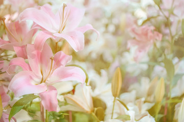 Blur and soft concept of beautiful pink lilly flowers for background.