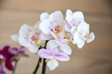 Naklejka na ściany i meble Branch of orchid. White orchid flowers with purple and yellow centre on wood interior backgroud.