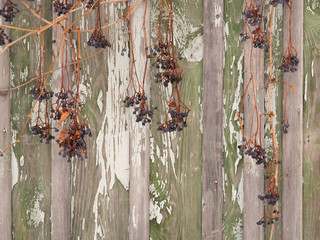 Bunches of wild grapes on the background of the old fence. Grapes on the background of the fence