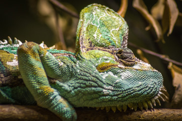 Chameleon