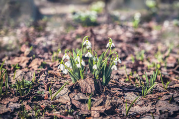 Forest meadow with delicate snowdrops in last year's foliage, sunny day. Concept of the first spring plants, seasons