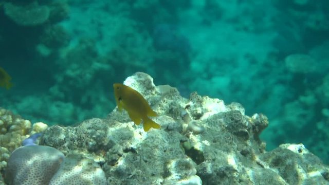 Coral reef with fire coral and exotic fishes at the bottom of colorful tropical sea 