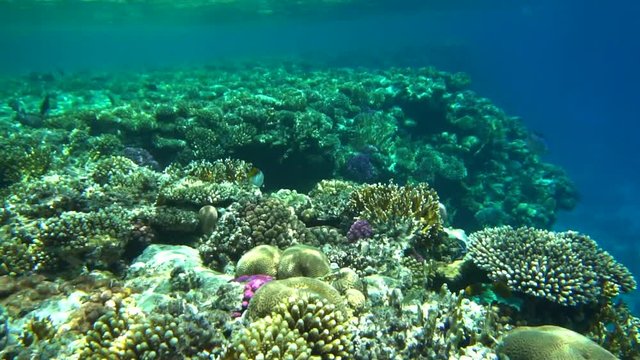 Coral reef with fire coral and exotic fishes at the bottom of colorful tropical sea 
