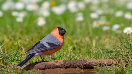 Fototapete bei efototapeten.de bestellen   