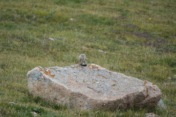 Birds of prey in Kazakhstan.