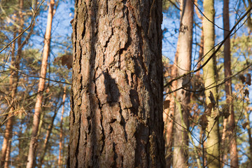Dein Freund der Baum