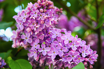 Branch of bunch of purple lilac close up. Beauty in nature, floral background
