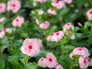 Obraz premium flower soft focus