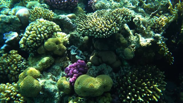 Coral reef with fire coral and exotic fishes at the bottom of colorful tropical sea 