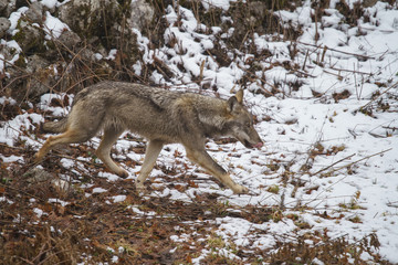 parco nazionale d'abruzzo 2019