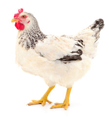 White hen isolated.