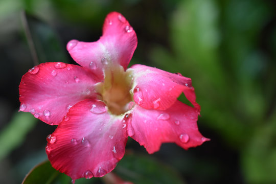 Pink flower with water drops of dew