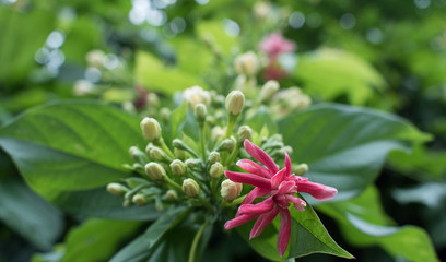 flowers in the garden in bloom