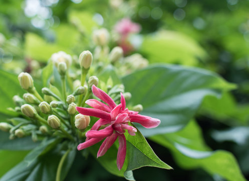 flowers in the garden in bloom