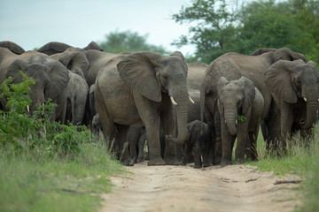 Fototapeta premium Elephant herd in panic