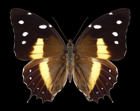 Butterfly Baeotus deucalion on a black background