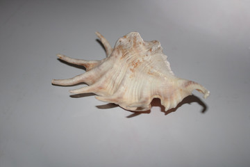 sea shell