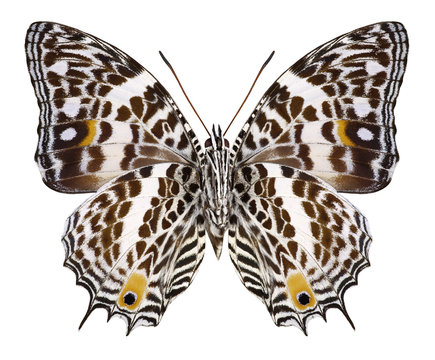Butterfly Baeotus deucalion (underside) on a white background
