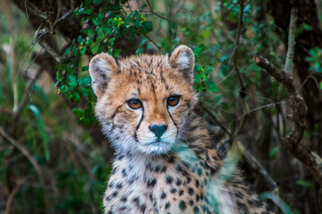 Cheetah Cub close up