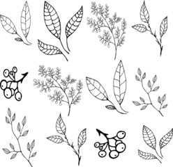 set of floral elements for design
