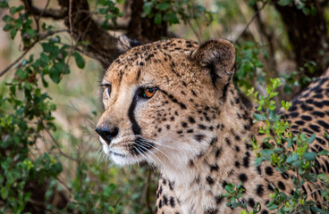Femal Cheetah head close up