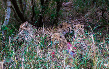 Young cheetas on the lookout
