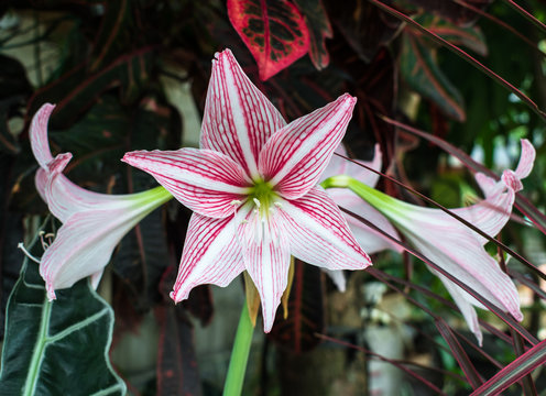 Red flower in the garden