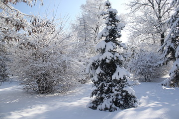 clear winter day in the park