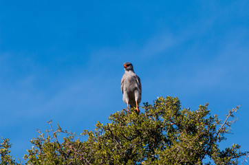 Pale Chanting goshawk on the lookout 