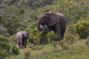 Elephants Addo elephant park