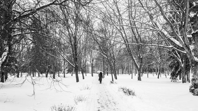 City park in winter. Black and white image of a snowy walkway in the park. Silhouette of a woman stretching into the distance with an umbrella hiding from a snowstorm. Winter weather background