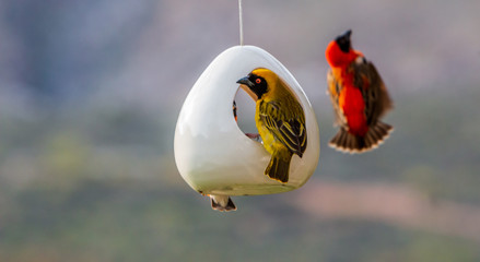 Southern red bishops