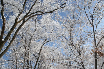 Fototapeta na wymiar snow-covered trees against a blue sky