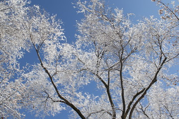 snow-covered trees against a blue sky