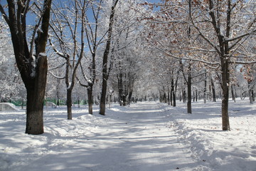 clear winter day in the park