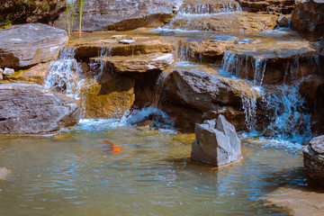 Koi fish hanging out at the bottom of a waterfall in the Frederik Meijer Gardens in Grand Rapids Michigan