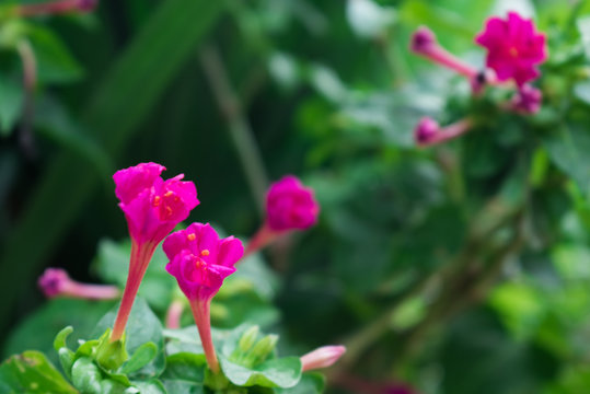 Pink flower in garden