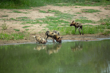 Fototapeta na wymiar Wild dog at watering hole