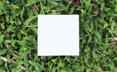 torn paper on leaf background with copy space for text