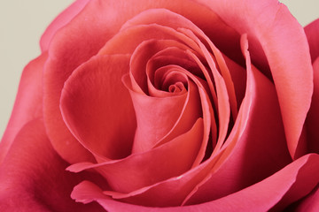 Fototapeta na wymiar red rose background, close up shot, valentine day concept.
