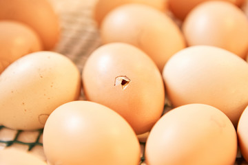 Little baby chicken turkey duckling hatching out of his egg