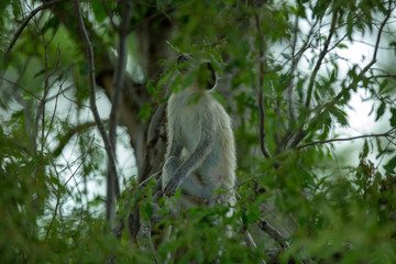 A shy Vervet Monkey